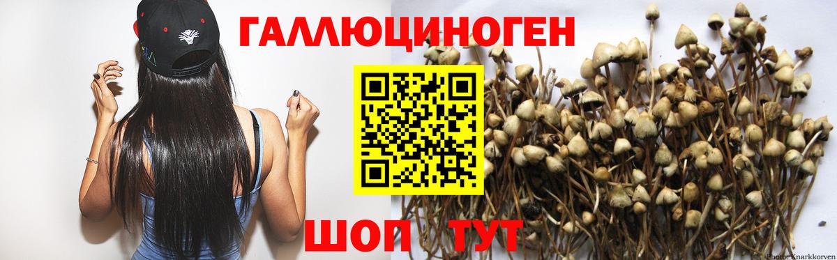 Галлюциногенные грибы Psilocybe Аша